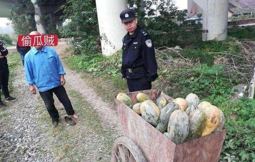 偷南瓜最新爆料新闻事件,真相揭秘,嫌疑人落网  第3张 偷南瓜最新爆料新闻事件,真相揭秘,嫌疑人落网  第3张